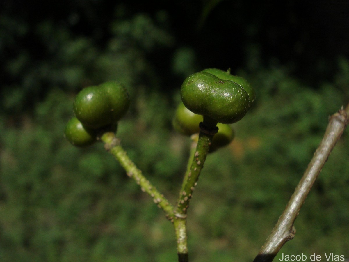 Grewia bracteata Roth
